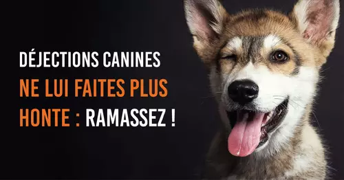 Déjections canines, ne lui faites plus honte : ramassez !